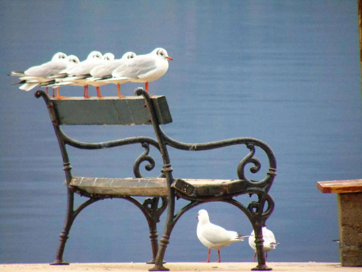 Villa D'Amore Montenegro Morinj Bagian luar foto